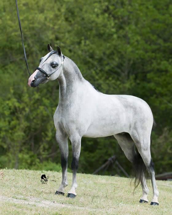 AMHR Grey Gelding